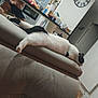 Umiko participe au concours pour gagner de l'argent avec cette photo : animal, black_and_white, casual, cat, couch, counter, daylight, domestic, furniture, home, household_items, indoor, kitchen, living_room, person, pet, relaxed, resting, shirtless, stretching