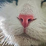 Umiko participe au concours pour gagner de l'argent avec cette photo : animal, cat, close_up, cute, detail, feline, focus, fur, macro, muzzle, nature, nose, pet, pink_nose, portrait, snout, soft_light, texture, whiskers, white_fur