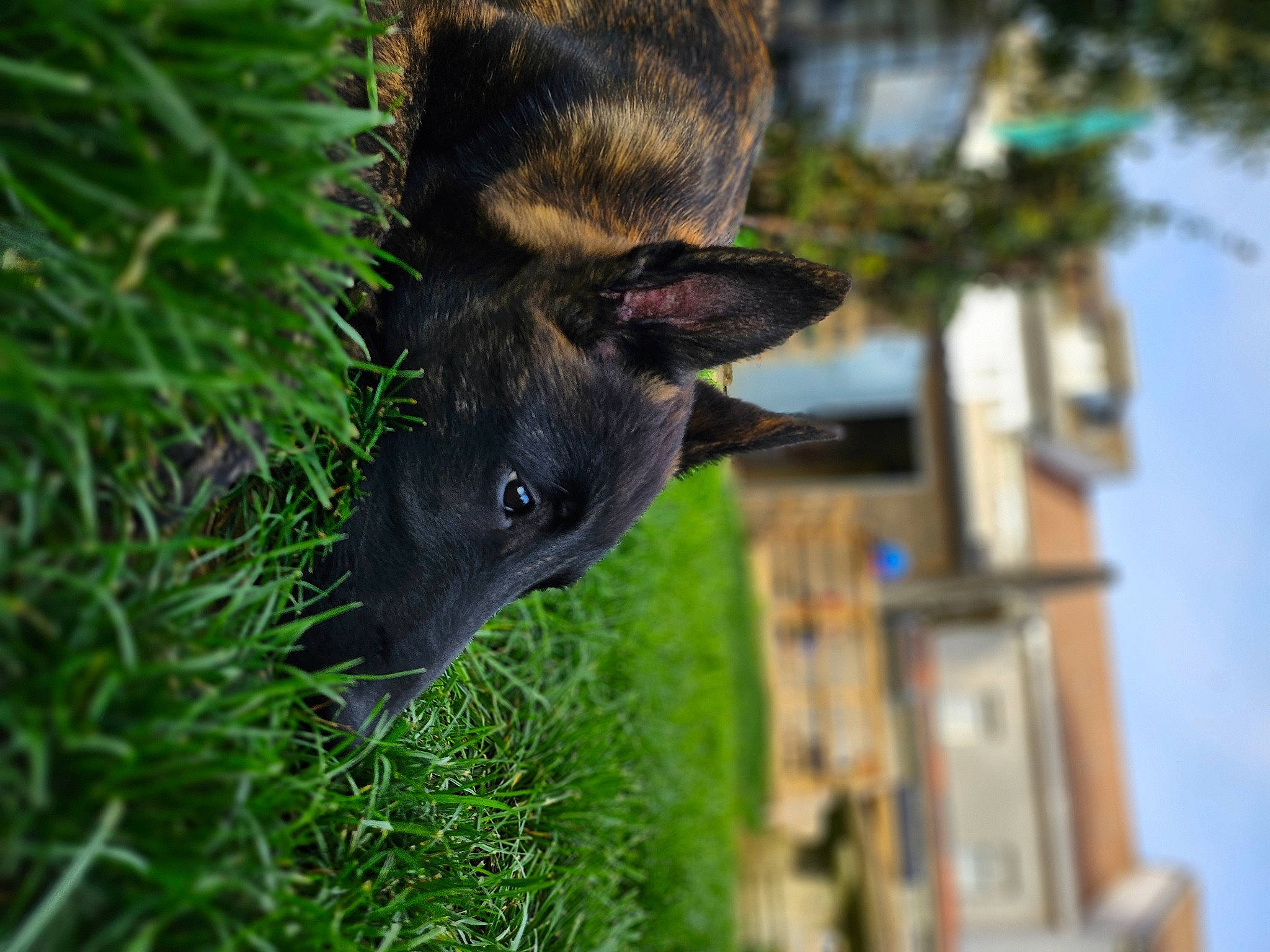 Urus a rejoint le concours — aidez-le/la à gagner de superbes lots ! canidae, carnivore, fawn, felidae, fur, grass, groundcover, koala, marsupial, plant, possum, sky, snout, tail, terrestrial_animal, terrestrial_plant, tree, trunk, whiskers, wood