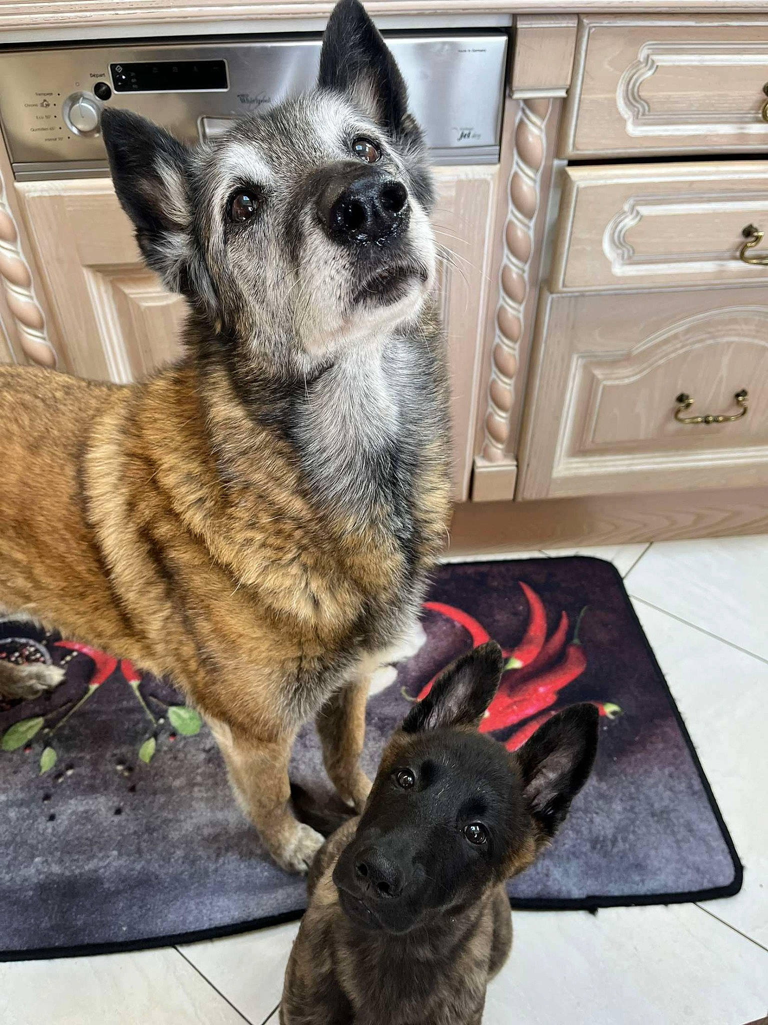 Urus a rejoint le concours — aidez-le/la à gagner de superbes lots ! cabinetry, canidae, carnivore, chest, chest_of_drawers, companion_dog, cupboard, dog_breed, dog_supply, drawer, fawn, fur, hardwood, kitchen_appliance, pet_supply, snout, tail, terrestrial_animal, wallaby, whiskers