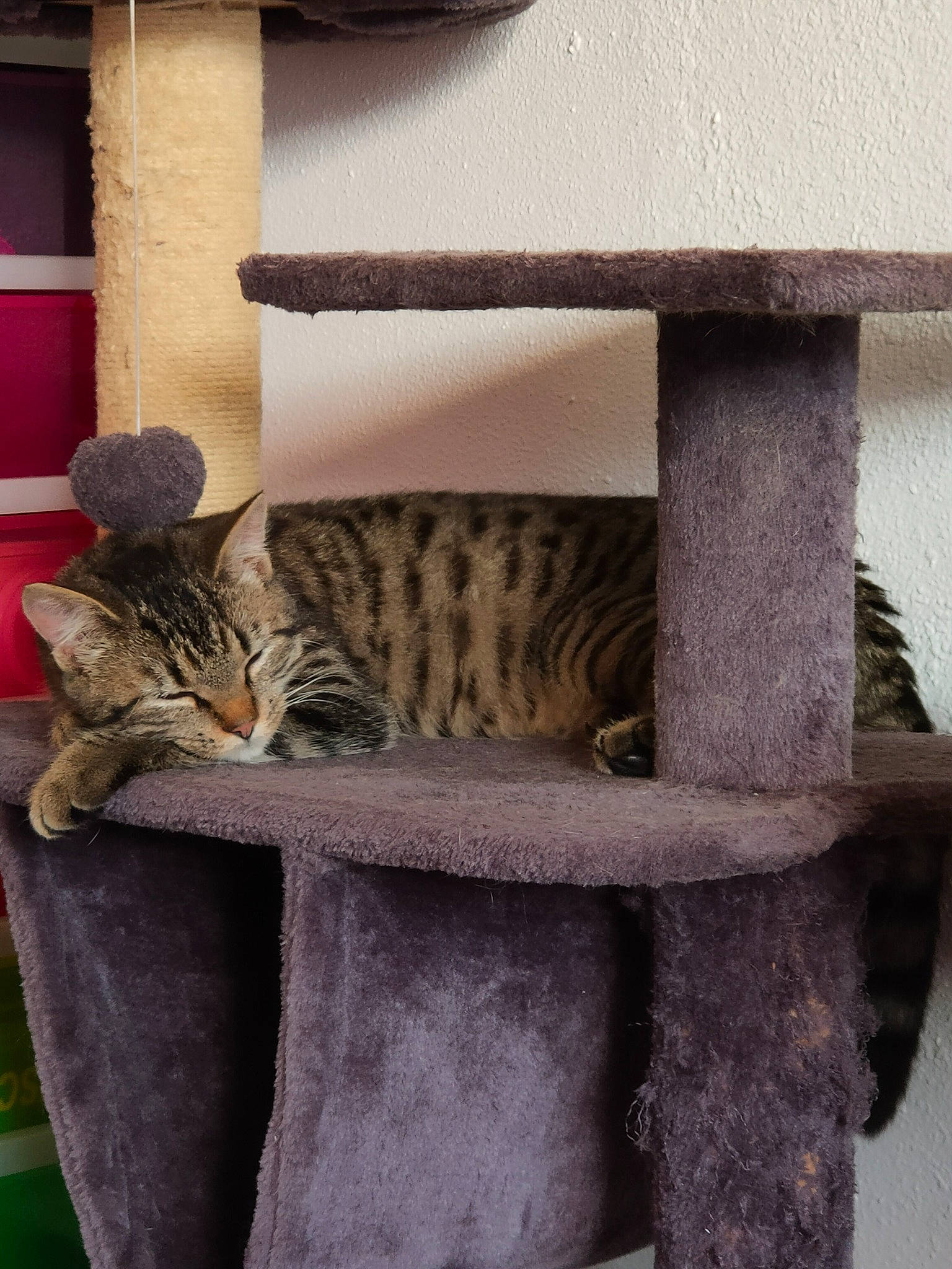 Timal participe au concours pour gagner de l'argent avec cette photo : asian, bengal, british_shorthair, carnivore, cat, cat_furniture, chair, domestic_short_haired_cat, european_shorthair, fawn, felidae, furniture, kitten, ocicat, small_to_medium_sized_cats, tabby_cat, tail, whiskers, wood