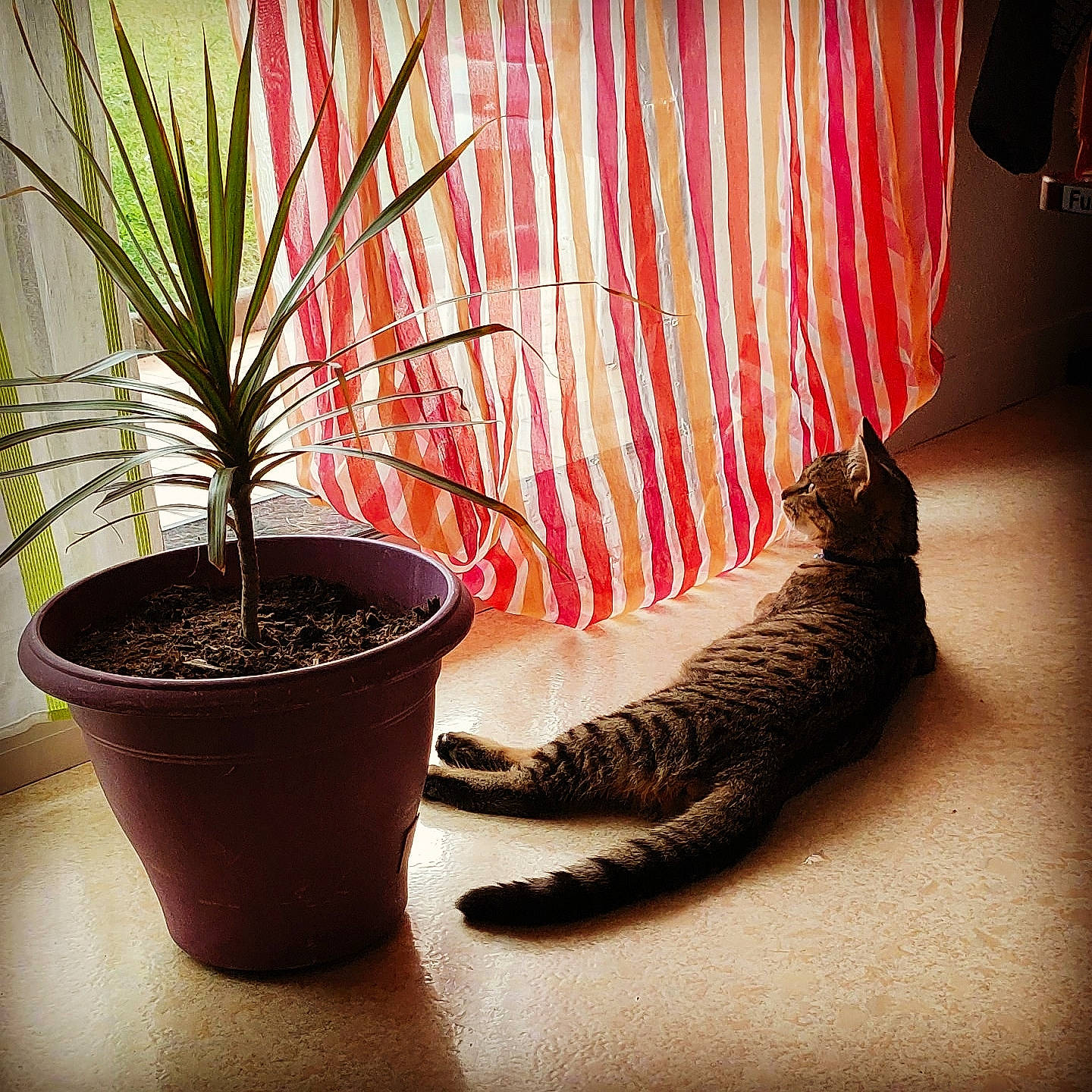 Timal a rejoint le concours — aidez-le/la à gagner de superbes lots ! carnivore, cat, claw, curtain, european_shorthair, felidae, floor, flower, flowerpot, houseplant, interior_design, leg, plant, room, small_to_medium_sized_cats, tabby_cat, tail, tree, whiskers, window_treatment