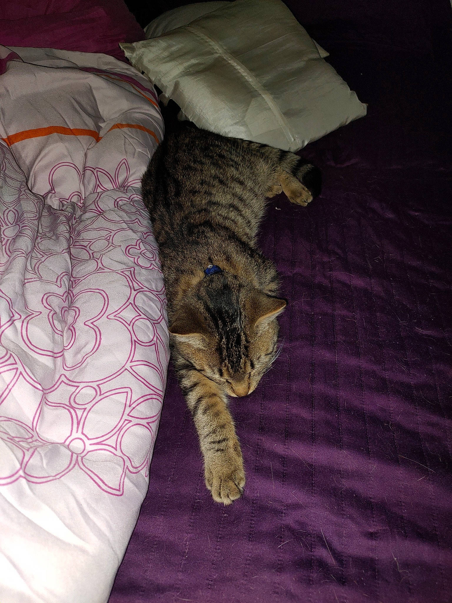 Timal a rejoint le concours — aidez-le/la à gagner de superbes lots ! carnivore, cat, claw, domestic_short_haired_cat, dragon_li, egyptian_mau, european_shorthair, felidae, fur, kitten, nap, norwegian_forest_cat, ocicat, pixie_bob, sleep, small_to_medium_sized_cats, tabby_cat, tail, textile, whiskers