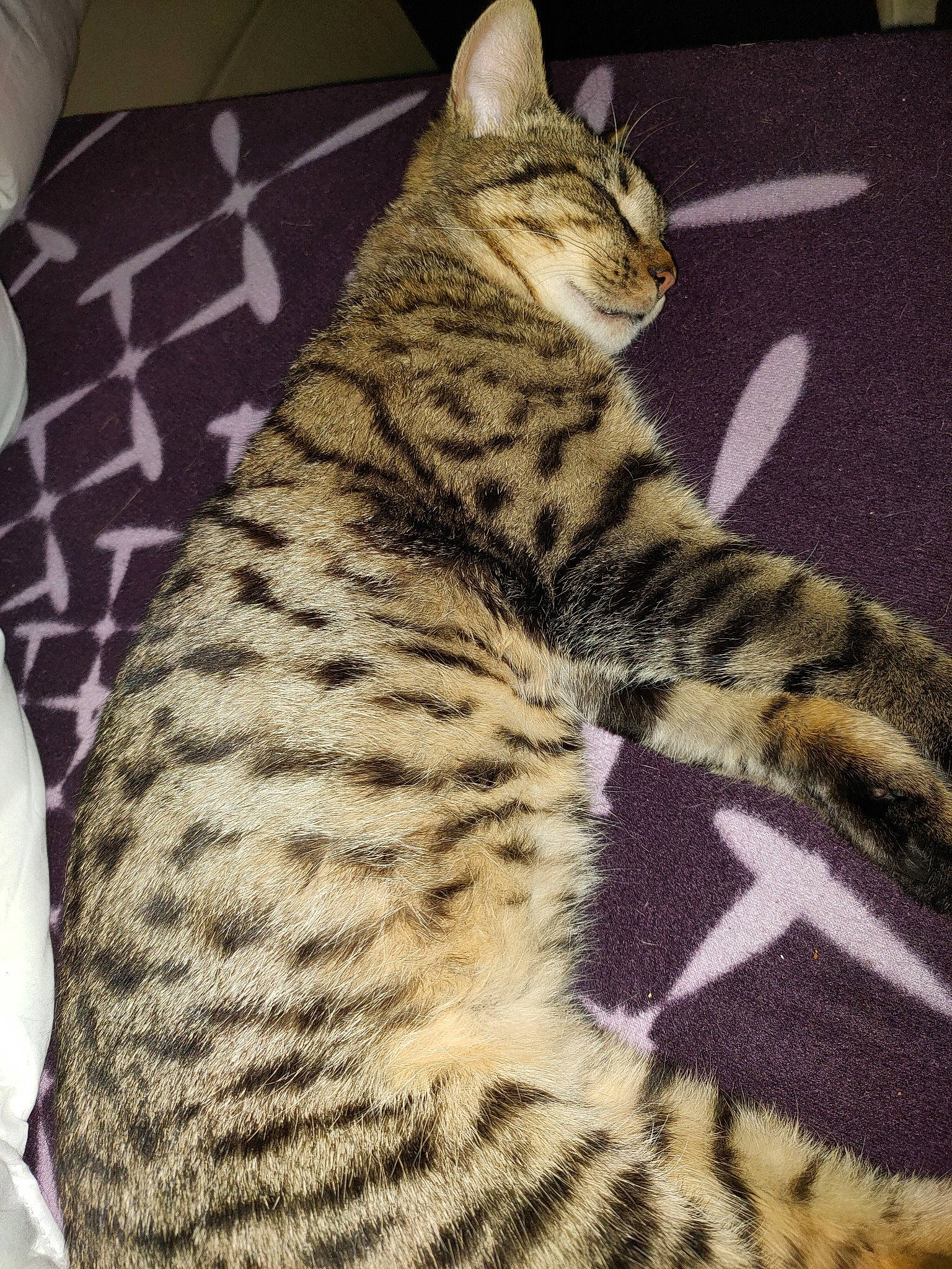 Timal participe au concours pour gagner de l'argent avec cette photo : american_shorthair, asian, bengal, california_spangled, carnivore, cat, domestic_short_haired_cat, dragon_li, egyptian_mau, european_shorthair, felidae, mammal, ocicat, savannah, small_to_medium_sized_cats, tabby_cat, toyger, vertebrate, whiskers, wild_cat