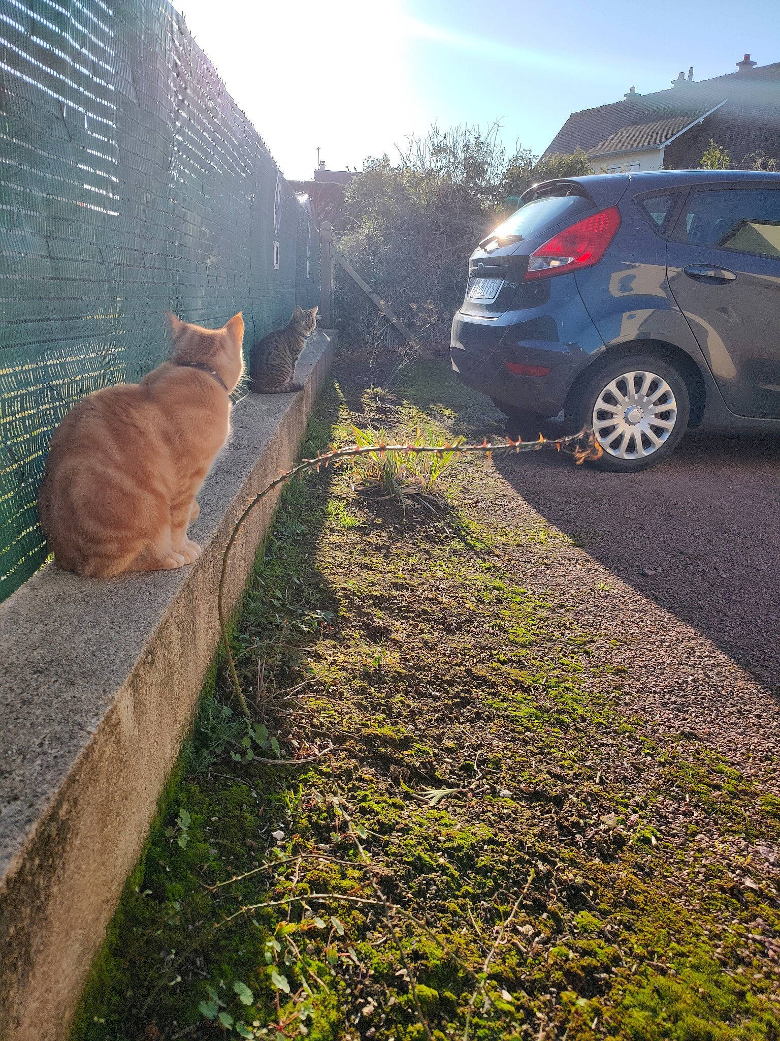 Néona participe au concours pour gagner de l'argent avec cette photo : asphalt, canidae, car, carnivore, cat, felidae, grass, infrastructure, mountain, photography, plant, road, road_surface, sidewalk, small_to_medium_sized_cats, street, subcompact_car, sunlight, tree, vehicle