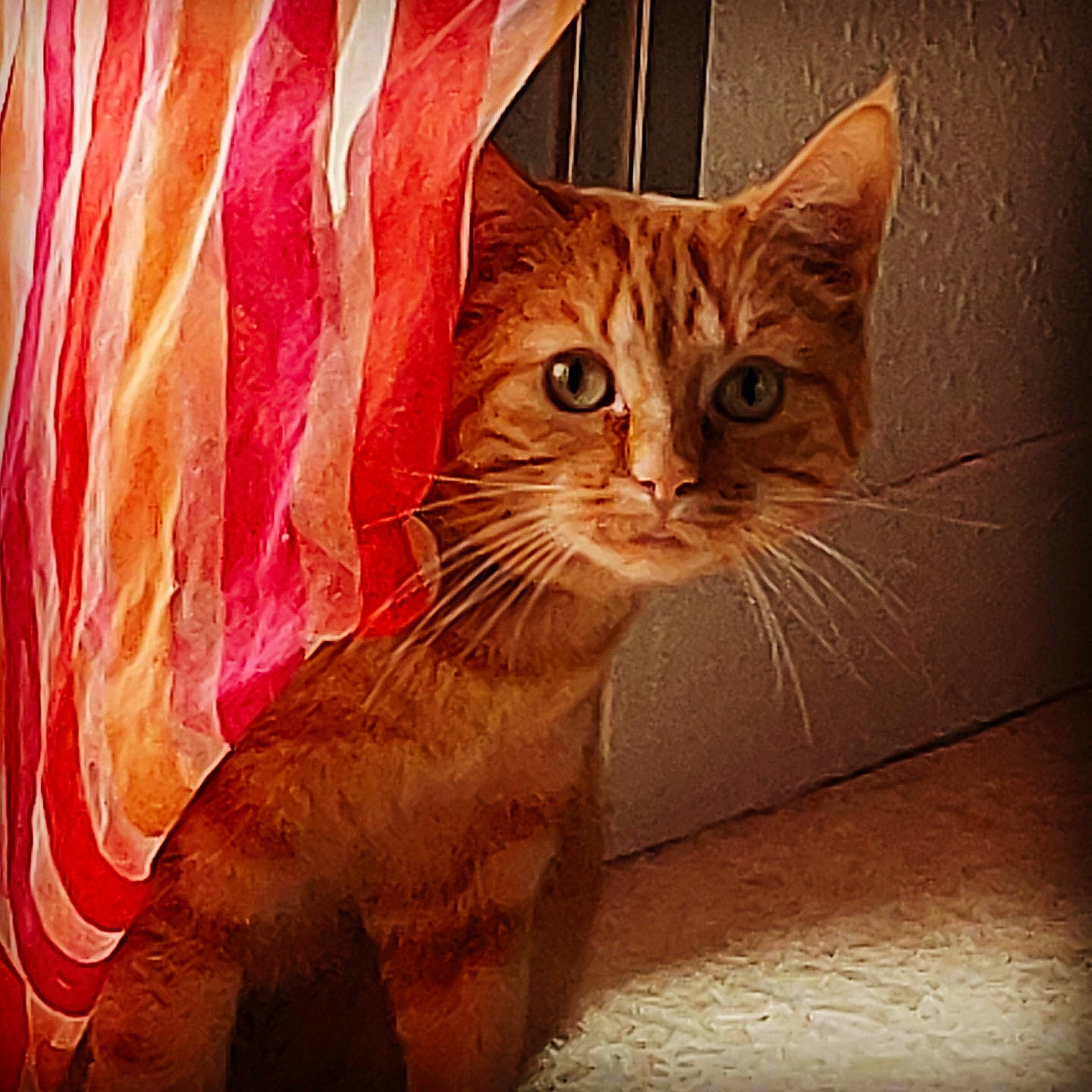 Néona participe au concours pour gagner de l'argent avec cette photo : asian, carnivore, cat, domestic_short_haired_cat, european_shorthair, felidae, kitten, mammal, small_to_medium_sized_cats, tabby_cat, tail, toyger, whiskers