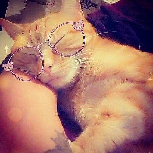 Néona participe au concours pour gagner de l'argent avec cette photo : carnivore, cat, cloud, ear, eye, eyewear, felidae, fur, glasses, kitten, love, night, nose, photography, selfie, sky, sleep, small_to_medium_sized_cats, snout, whiskers