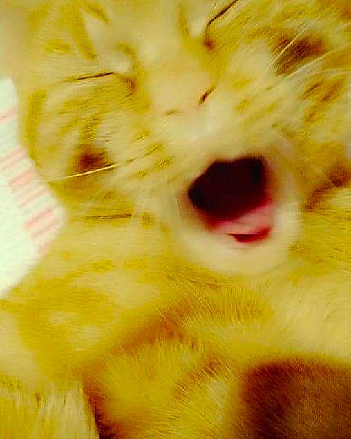 Néona a rejoint le concours — aidez-le/la à gagner de superbes lots ! cat, close_up, felidae, fur, mouth, nose, small_to_medium_sized_cats, snout, whiskers, yellow