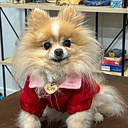 Roxy joined the competition — help win amazing prizes! dog, pomeranian, fluffy, pet, indoor, red_jacket, pink_collar, dog_tag, heart_shaped_tag, brown_surface, shelf, decor, books, cute, small_dog, portrait, animal, fur, pet_accessory, adorable