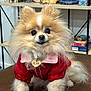 dog, pomeranian, fluffy, pet, indoor, red_jacket, pink_collar, dog_tag, heart_shaped_tag, brown_surface, shelf, decor, books, cute, small_dog, portrait, animal, fur, pet_accessory, adorable