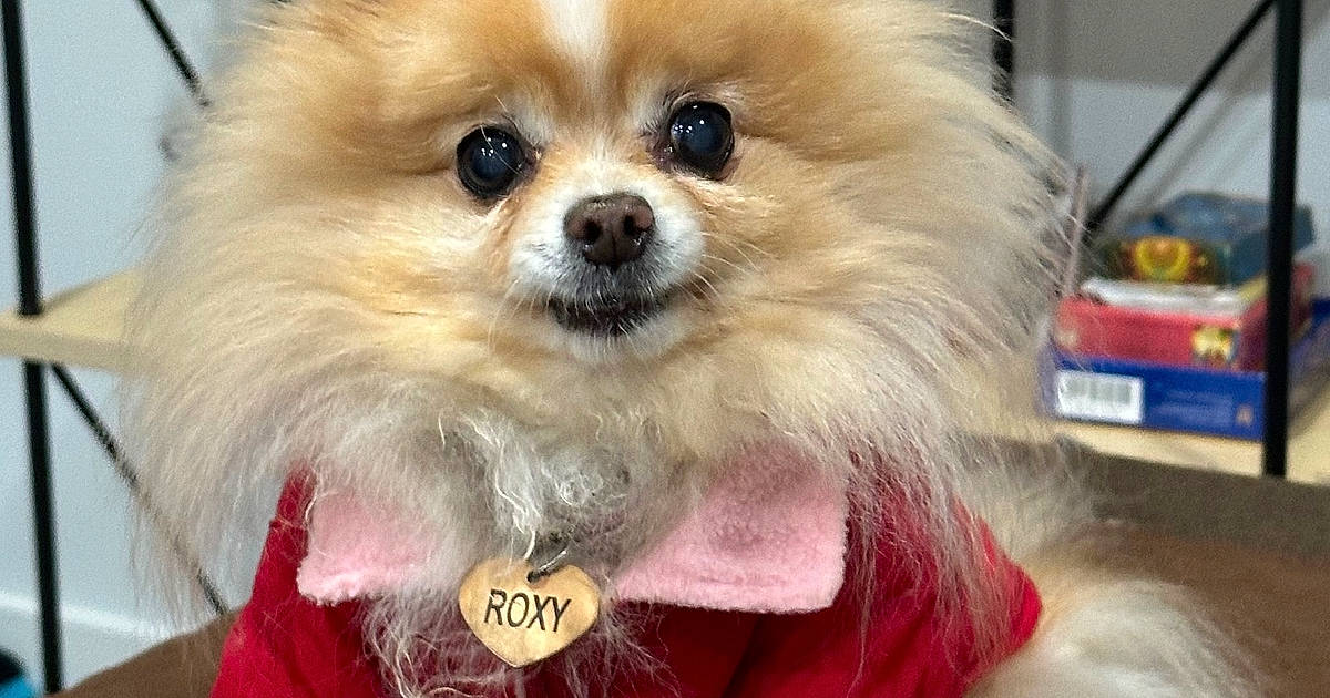 Support Roxy in Dog Photo Contest - Cash