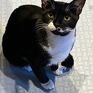 Rocketship joined the competition — help win amazing prizes! animal, black_and_white, cat, close_up, curious, cute, domestic_cat, feline, floor, floor_tiles, indoor, looking_up, pet, portrait, shadow, sitting, tuxedo_cat, whiskers, white_floor, yellow_eyes