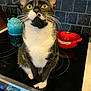 Rocketship joined the competition — help win amazing prizes! animal, appliance, black_and_white, cat, countertop, curious, fur, household, indoor, kettle, kitchen, le_creuset, pet, red_pot, sitting, stovetop, tile_wall, tuxedo_cat, whiskers, yellow_eyes