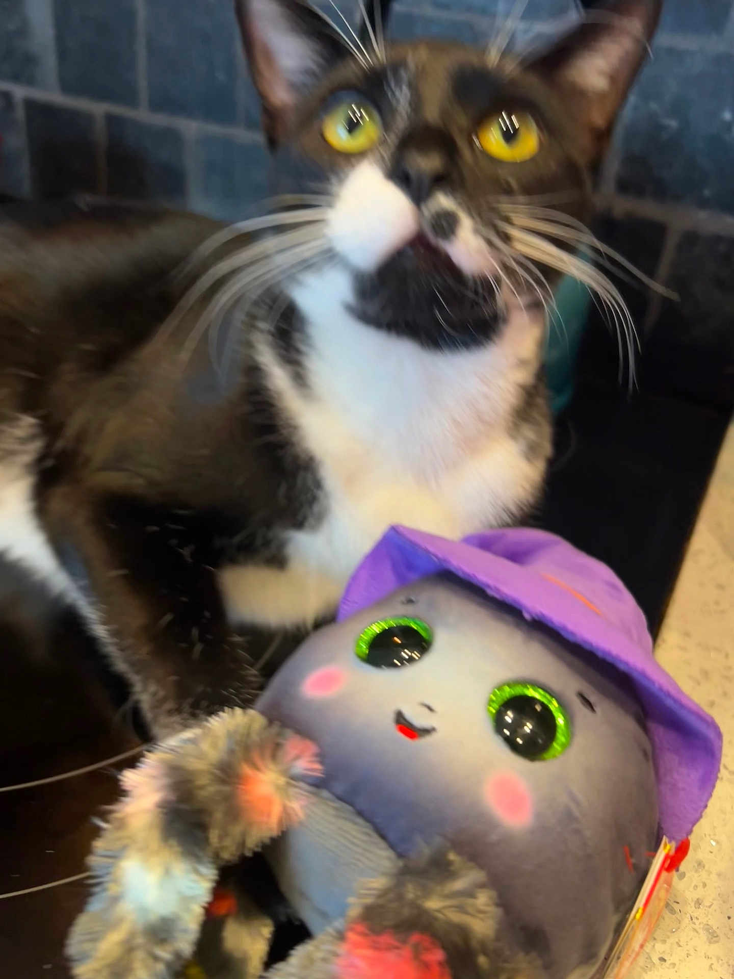 Rocketship is registered to the contest to win money with this photo: animal, black_and_white, cat, close_up, companion, cute, domestic_animal, face, feline, fur, indoor, pet, plush_toy, purple_hat, sitting, soft_toy, toy, tuxedo_cat, whiskers, yellow_eyes