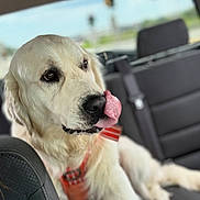 Lucky is registered to the contest to win money with this photo: dog, golden_retriever, tongue, car_interior, seat, pet, animal, mammal, fur, cute, companion, domestic_animal, transportation, leisure, happy, tongue_out, vehicle, seatbelt, canine, indoor