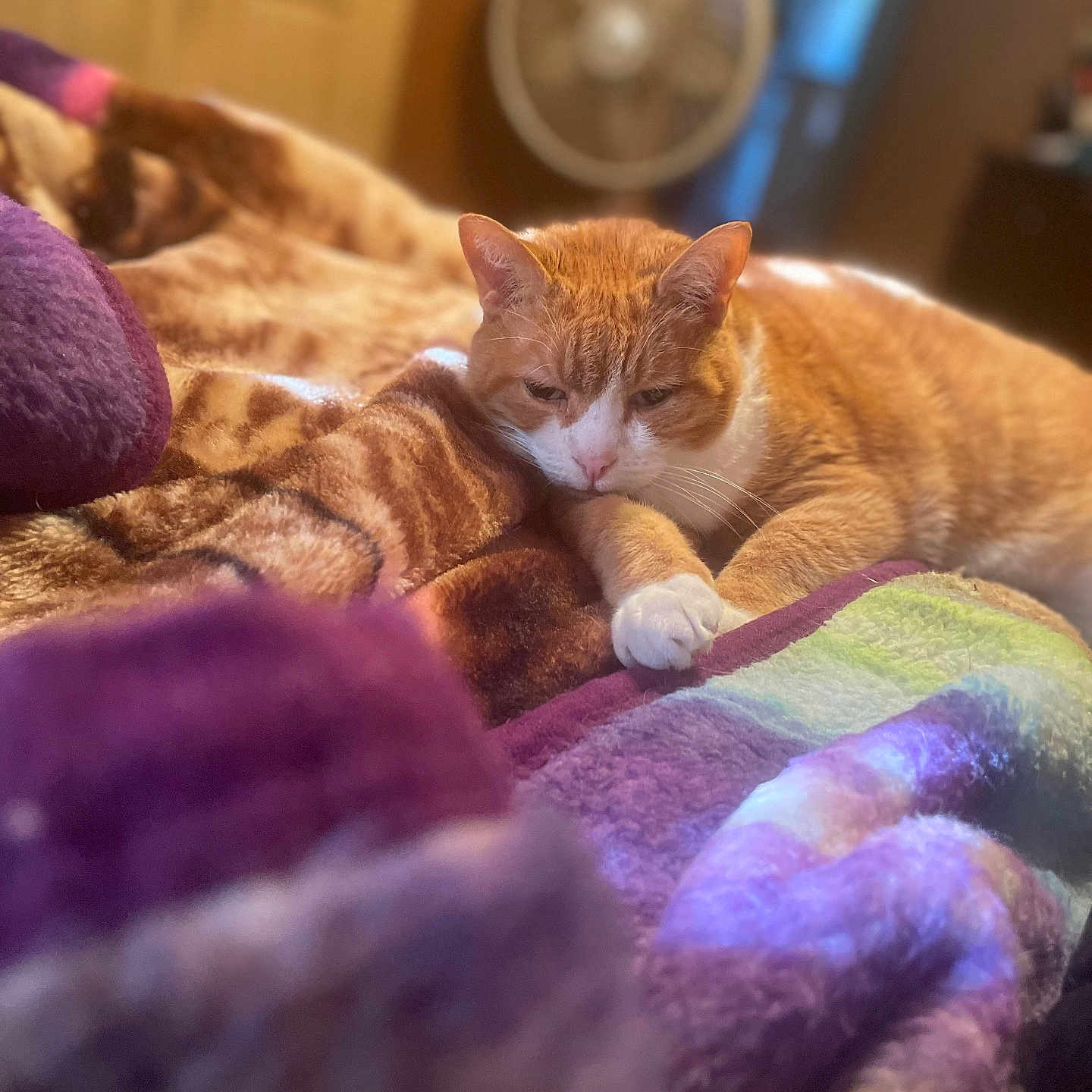 Butterscotch