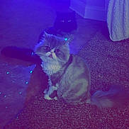 Baby And Wolfie is registered to the contest to win money with this photo: cat, cats, indoor, carpet, floor, feline, pet, animal, fluffy, long_hair, sitting, curious, two_animals, shadow, purple_light, blue_light, domestic, mammal, whiskers, tail