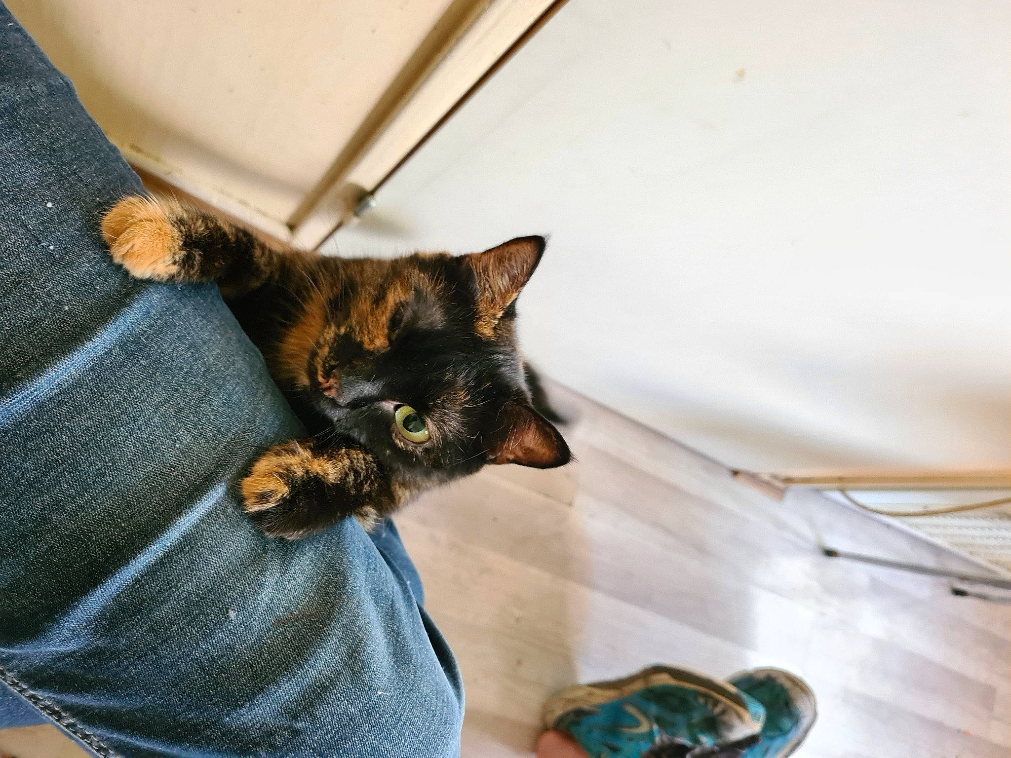 Cacahuete a rejoint le concours — aidez-le/la à gagner de superbes lots ! black_cat, canidae, carnivore, cat, claw, comfort, denim, dog_breed, domestic_short_haired_cat, fawn, felidae, fur, human_leg, linens, sleeve, small_to_medium_sized_cats, t_shirt, tail, tree, whiskers