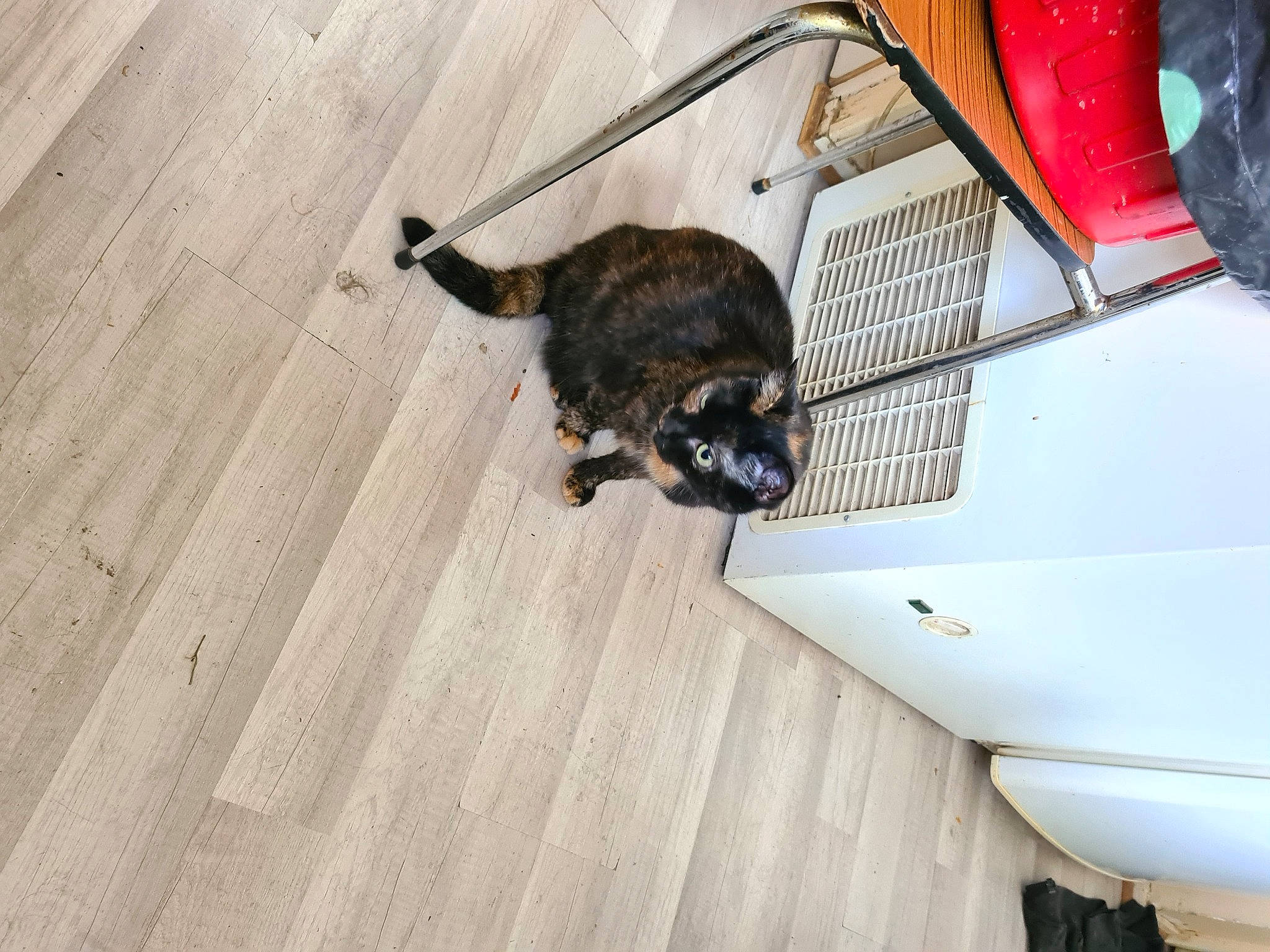 Cacahuete participe au concours pour gagner de l'argent avec cette photo : automotive_lighting, automotive_tire, carnivore, cat, dog_breed, domestic_short_haired_cat, felidae, fender, floor, flooring, hardwood, laminate_flooring, small_to_medium_sized_cats, snout, sporting_group, tail, whiskers, wood, wood_flooring, wood_stain