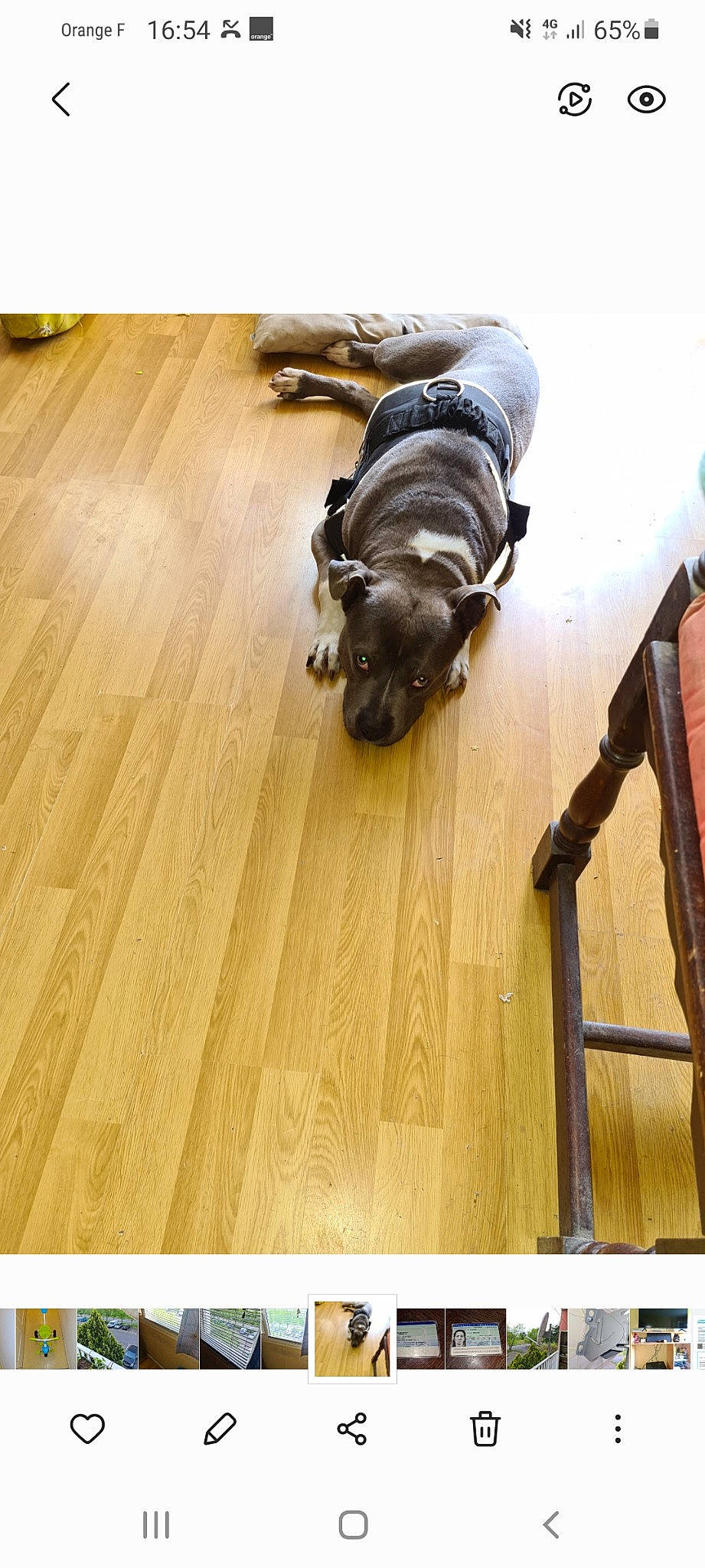 Oksana a rejoint le concours — aidez-le/la à gagner de superbes lots ! brown, carnivore, comfort, companion_dog, dog_breed, fawn, floor, flooring, hardwood, laminate_flooring, pattern, plank, plywood, rectangle, sporting_group, varnish, wood, wood_flooring, wood_stain, working_animal