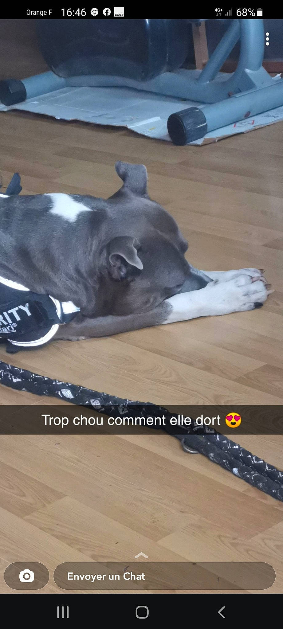 Oksana participe au concours pour gagner de l'argent avec cette photo : canidae, carnivore, comfort, companion_dog, dog, dog_breed, fawn, felidae, floor, flooring, font, hardwood, laminate_flooring, paw, snout, sporting_group, wood, wood_flooring, wood_stain, working_animal