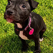 Camry is registered to the contest to win money with this photo: adorable, animal, black_dog, canine, collar, cute, dog, domestic_animal, fur, grass, grass_field, looking_up, nature, outdoor, pet, pink_tag, playful, puppy, sunlight, young_dog