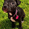 adorable, animal, black_dog, canine, collar, cute, dog, domestic_animal, fur, grass, grass_field, looking_up, nature, outdoor, pet, pink_tag, playful, puppy, sunlight, young_dog