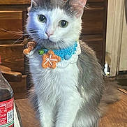 Peanut is registered to the contest to win money with this photo: cat, pet, indoor, curious, collar, crochet, flower, bell, wooden_surface, furniture, dresser, domestic, animal, cute, whiskers, ears, fur, sitting, table, household