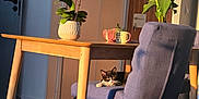 Achylle a rejoint le concours — aidez-le/la à gagner de superbes lots ! cat, chair, table, plant, potted_plant, mug, wooden_floor, door, sunlight, shadow, indoor, furniture, relaxing, cozy, modern, home, interior, black_and_white_cat, blue_chair, wooden_table