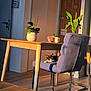 cat, chair, table, plant, potted_plant, mug, wooden_floor, door, sunlight, shadow, indoor, furniture, relaxing, cozy, modern, home, interior, black_and_white_cat, blue_chair, wooden_table