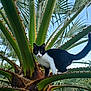 cat, black_and_white, animal, outdoor, tree, palm_tree, spiky, nature, green, plant, pet, feline, curious, branch, sky, daytime, wildlife, climbing, alert, closeup
