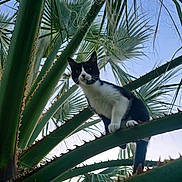 Achylle participe au concours pour gagner de l'argent avec cette photo : cat, black_and_white, animal, pet, tree, palm_tree, spiky, green, leaves, outdoor, nature, sky, daylight, curious, perched, wildlife, mammal, climbing, closeup, branch