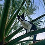 cat, black_and_white, animal, pet, tree, palm_tree, spiky, green, leaves, outdoor, nature, sky, daylight, curious, perched, wildlife, mammal, climbing, closeup, branch