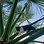 cat, tuxedo_cat, tree, palm_tree, leaves, greenery, outdoor, nature, animal, branch, sky, daylight, spikes, adventure, balance, wildlife, plant, explorer, curious, feline