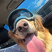 Tucker joined the competition — help win amazing prizes! dog, golden_retriever, tongue_out, goggles, car_interior, sunlight, seat_cover, pet, canine, happy, close_up, window, blue_sky, fur, vehicle, seat, tongue, sunny, companion, road_trip