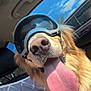 dog, golden_retriever, tongue_out, goggles, car_interior, sunlight, seat_cover, pet, canine, happy, close_up, window, blue_sky, fur, vehicle, seat, tongue, sunny, companion, road_trip