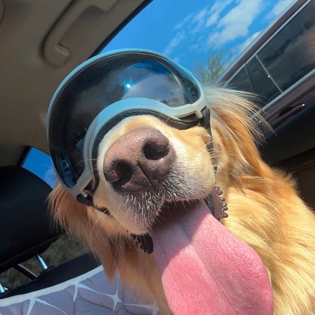 Tucker joined the competition — help win amazing prizes! blue_sky, canine, car_interior, close_up, companion, dog, fur, goggles, golden_retriever, happy, pet, road_trip, seat, seat_cover, sunlight, sunny, tongue, tongue_out, vehicle, window