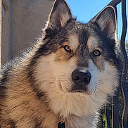 Lykaïos participe au concours pour gagner de l'argent avec cette photo : dog, animal, pet, outdoor, balcony, sky, fur, portrait, canine, ears, nose, collar, tag, railing, sunlight, daytime, alert, watchful, closeup, mammal