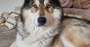 Lykaïos participe au concours pour gagner de l'argent avec cette photo : dog, canine, pet, fluffy, sitting, portrait, indoors, couch, pillow, relaxed, animal, furry, ears, face, nose, eyes, fur, home, resting, comfort