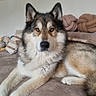 animal, canine, comfort, couch, dog, ears, eyes, face, fluffy, fur, furry, home, indoors, nose, pet, pillow, portrait, relaxed, resting, sitting