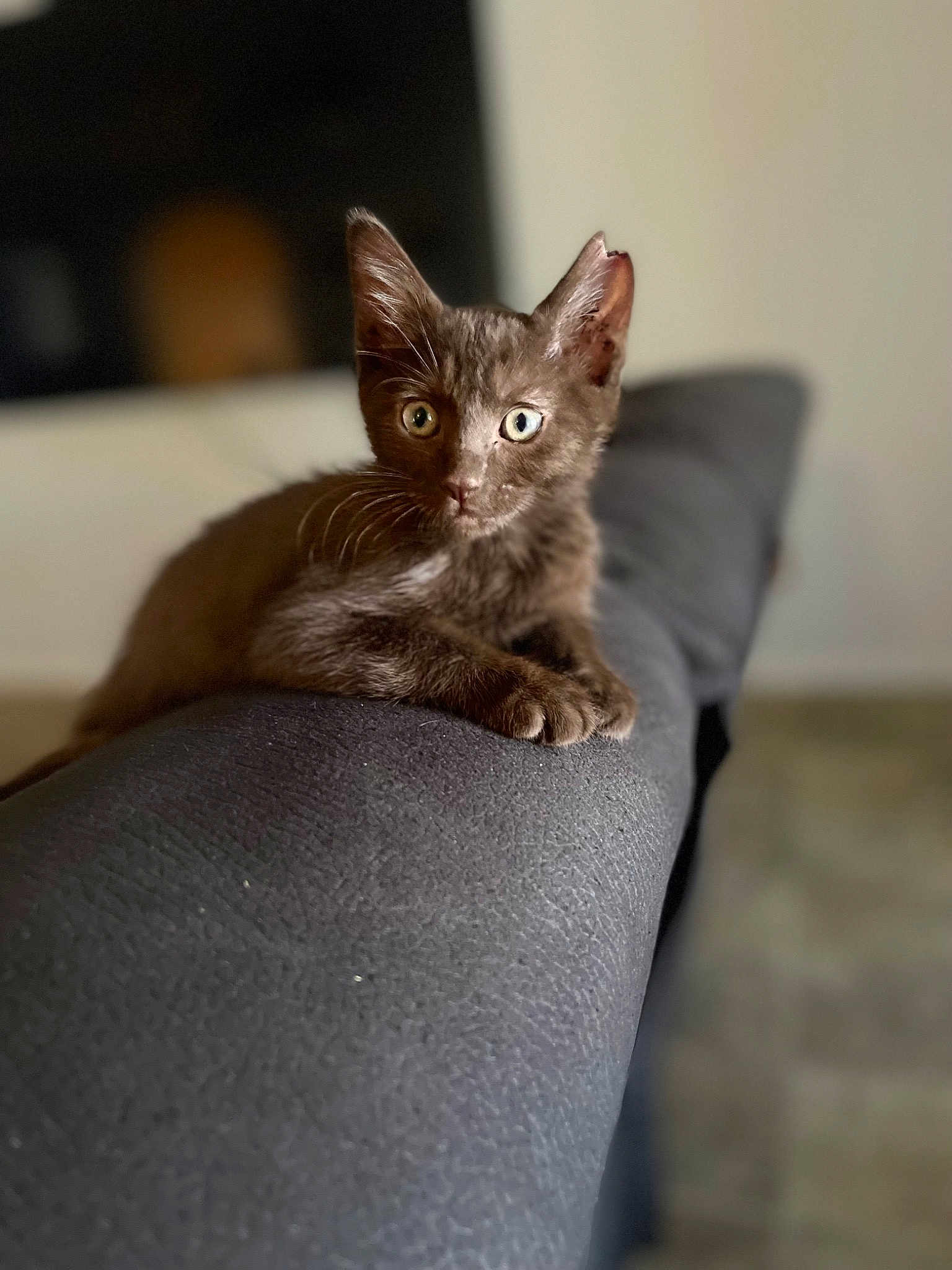 Arlo
