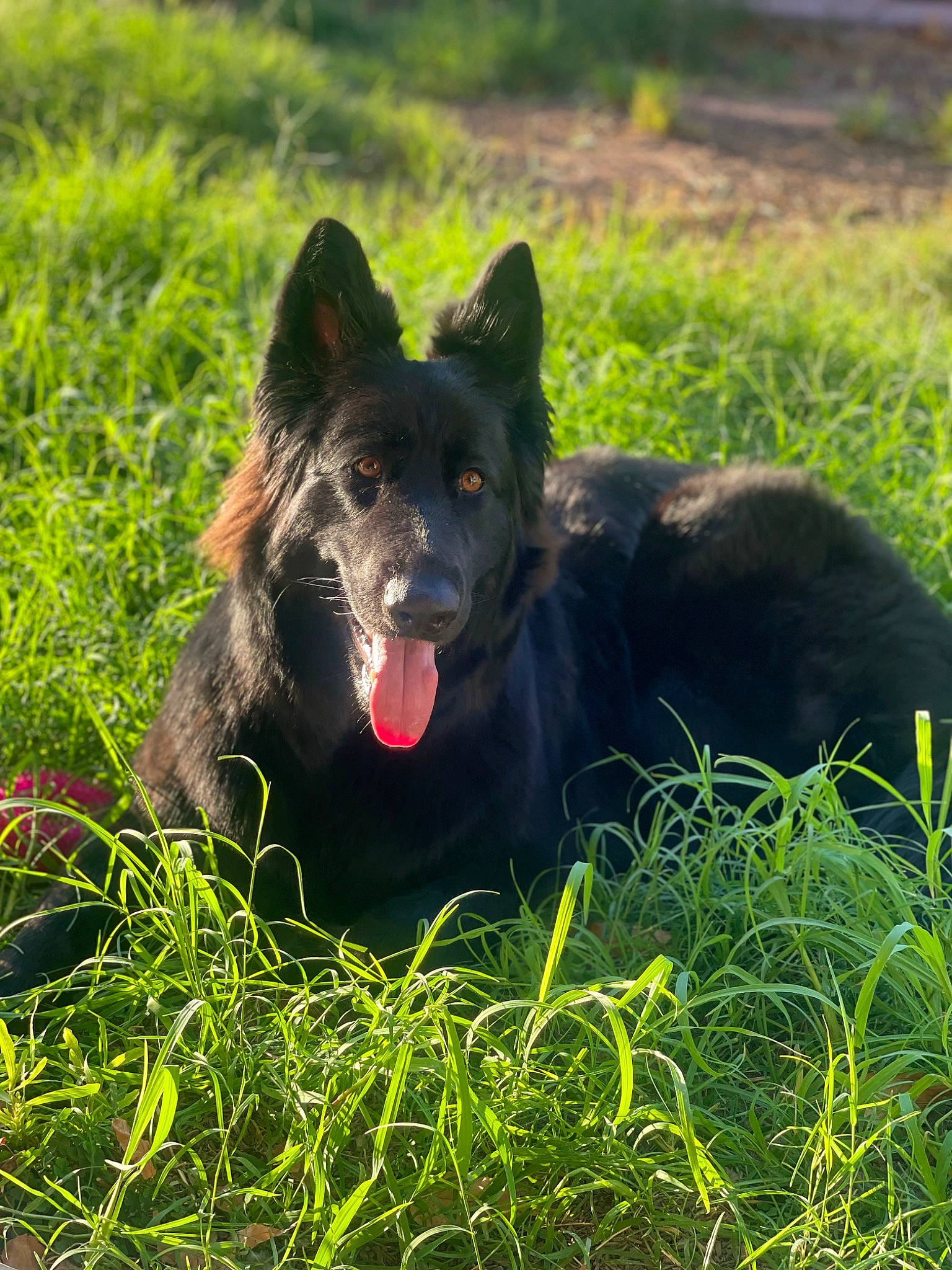 Akila is registered to the contest to win money with this photo: black_norwegian_elkhound, canidae, carnivore, companion_dog, coquelicot, dog, dog_breed, grass, grassland, groenendael, herding_dog, mudi, pasture, plant, sporting_group, terrestrial_animal, working_animal, working_dog