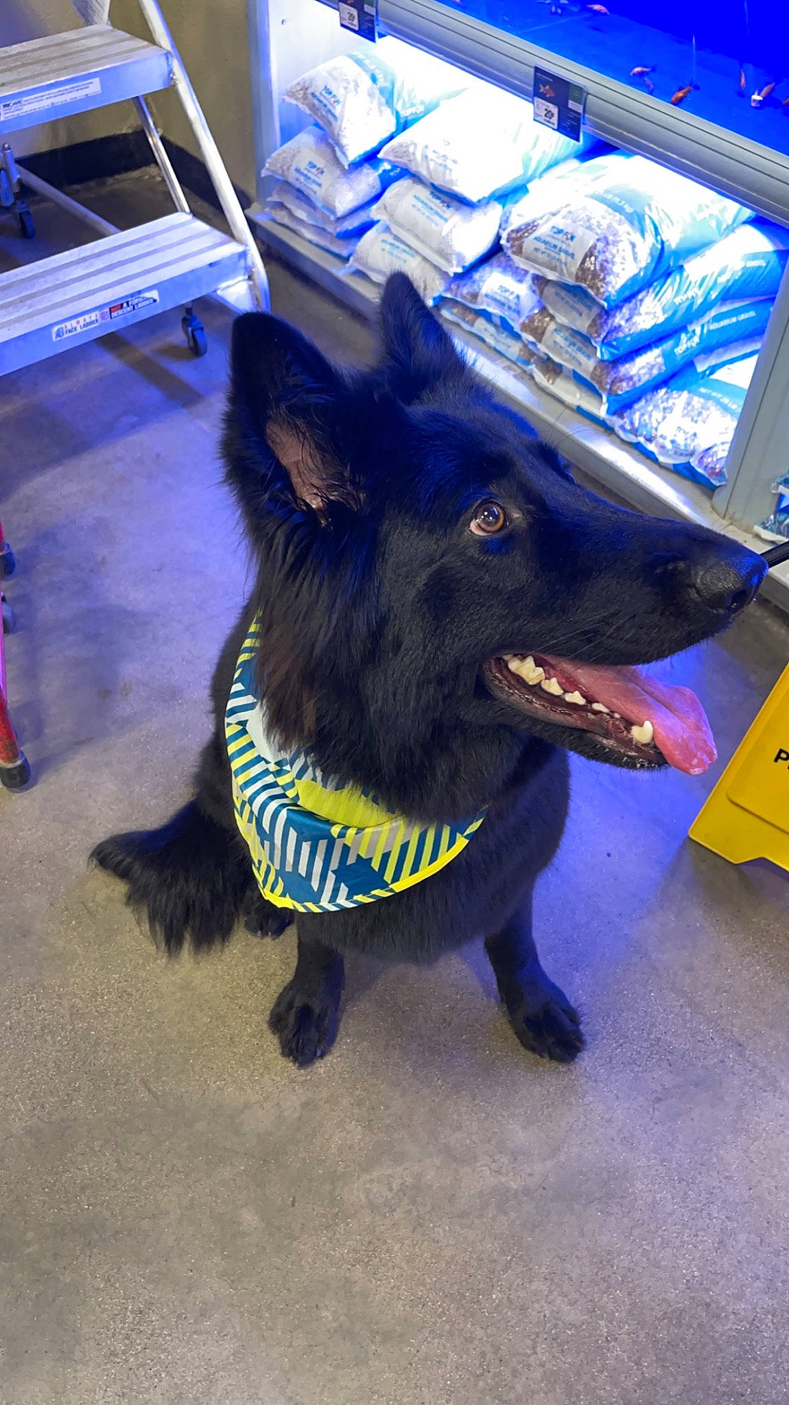 Akila is registered to the contest to win money with this photo: blue, canidae, carnivore, collar, companion_dog, dog, dog_breed, dog_collar, electric_blue, flooring, foot, fur, german_shepherd_dog, guard_dog, herding_dog, snout, sporting_group, whiskers, window, working_dog