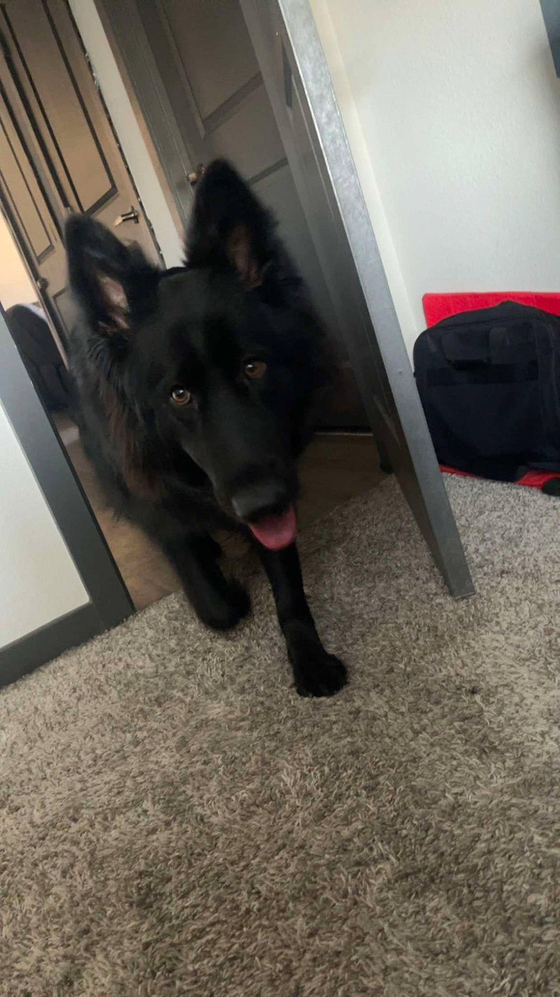 Akila is registered to the contest to win money with this photo: canidae, carnivore, companion_dog, dog, dog_breed, floor, flooring, foot, fur, herding_dog, non_sporting_group, snout, sporting_group, tail, tints_and_shades, whiskers, working_animal, working_dog