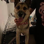 Athena is registered to the contest to win money with this photo: animal, black_fur, blanket, brown_fur, collar, couch, cute, dog, ears, furniture, hand, happy, home, indoor, person, pet, portrait, sitting, tongue_out, wall_art