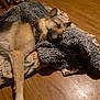 dog, sleeping, blanket, floor, wooden_floor, indoor, cozy, relaxed, pet, fur, collar, rest, domestic_animal, brown, black, legs, paw, bottle, background, quiet