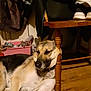 dog, german_shepherd, sleeping, dog_bed, wooden_chair, floor, indoor, coat, shoes, pet, resting, brown, black, white, furniture, home, animal, canine, collar, relaxing