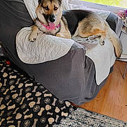 Athena joined the competition — help win amazing prizes! armchair, blanket, collar, comfortable, cozy, dog, dog_bed, flooring, furniture, german_shepherd, indoor, pet, pink_collar, quilted, relaxed, rug, sunlight, tongue_out, window, wood_floor