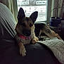 dog, german_shepherd, couch, window, indoor, pet, collar, blanket, plant, potted_plant, snow, outdoor_view, fur, animal, relaxed, resting, home, furniture, curtain, daylight