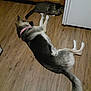 dog, cat, wooden_floor, kitchen, pet, animal, collar, tabby_cat, lying_down, curious, domestic, home_interior, flooring, cabinet, quiet, resting, companion, indoor, fur, tail